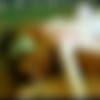(  / ) [2004, VHSRip] thumb