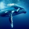 Ocean with David Attenborough 2025 2160p HULU WEB-DL DDP5 1 DV HDR H 265-Kitsune thumb